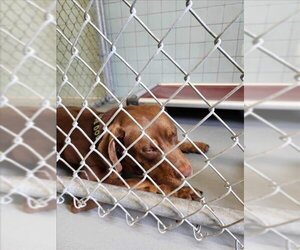 Labrottie Dogs for adoption in Corpus Christi, TX, USA