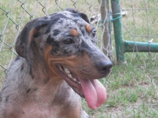 Catahoula Leopard Dog Dogs for adoption in Carthage, AR, USA