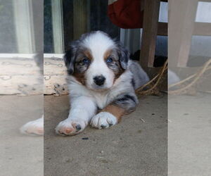 Australian Shepherd-Unknown Mix Dogs for adoption in Aurora, IN, USA