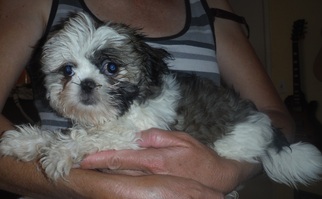 ShihPoo Dogs for adoption in Commerce, GA, USA
