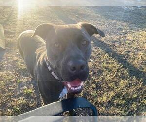 American Pit Bull Terrier-Unknown Mix Dogs for adoption in Ocala, FL, USA