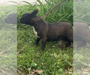 French Bulldog Dogs for adoption in HOPKINSVILLE/PRINCETON, KY, NH, USA