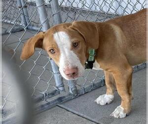 Beagle-Unknown Mix Dogs for adoption in Bakersfield, CA, USA