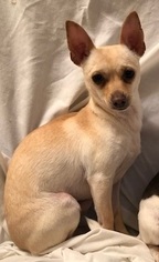 Medium Photo #1 Chihuahua-Unknown Mix Puppy For Sale in DALLAS, TX, USA