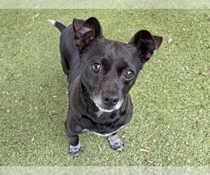 Chihuahua Dogs for adoption in Ojai, CA, USA