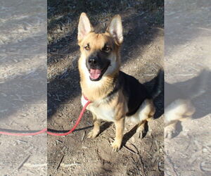 German Shepherd Dog-Unknown Mix Dogs for adoption in El Centro, CA, USA
