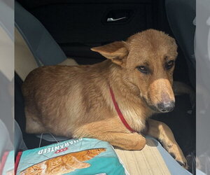 German Shepherd Dog-Unknown Mix Dogs for adoption in Pearland, TX, USA