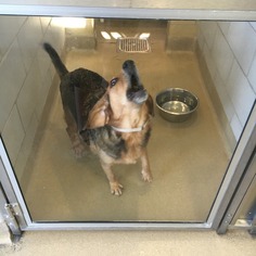Bagle Hound Dogs for adoption in Dallas, TX, USA