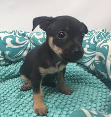 Miniature Pinscher Dogs for adoption in Phoenix , AZ, USA