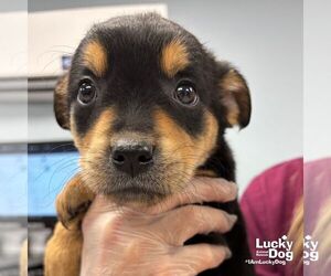 Retriever -Unknown Mix Dogs for adoption in Washington, DC, USA