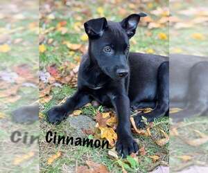 Labrador Retriever-Unknown Mix Dogs for adoption in pomfret, CT, USA