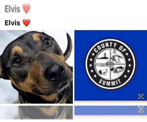 Rottweiler-Unknown Mix Dogs for adoption in Akron, OH, USA