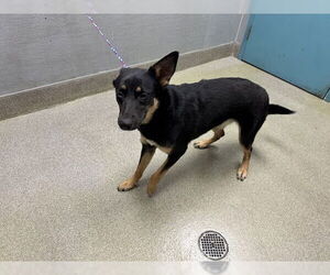 German Shepherd Dog-Unknown Mix Dogs for adoption in Las Vegas, NV, USA