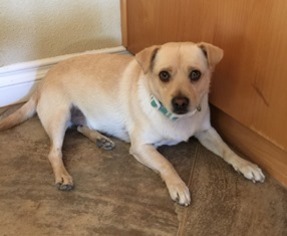 Pug Dogs for adoption in Menifee, CA, USA
