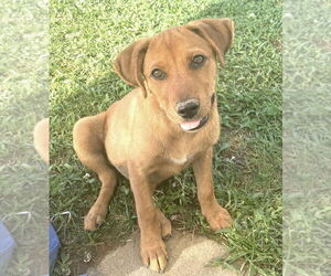 American Staffordshire Terrier-Dachshund Mix Dogs for adoption in Holly Springs, MS, USA