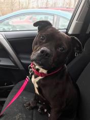 American Staffordshire Terrier Dogs for adoption in Voorhees, NJ, USA