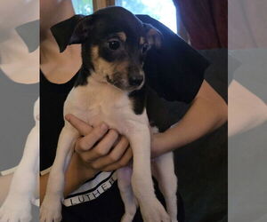 Chihuahua-Unknown Mix Dogs for adoption in New London, WI, USA