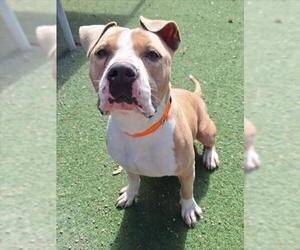 Mutt Dogs for adoption in Woodland, CA, USA