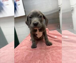 Mutt Dogs for adoption in Woodland, CA, USA