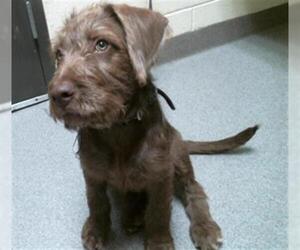Mutt Dogs for adoption in Denver, CO, USA