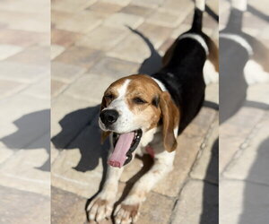 Beagle Dogs for adoption in Tampa, FL, USA