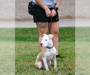 American Pit Bull Terrier Dogs for adoption in Glen Allen, VA, USA