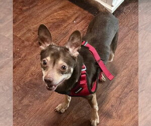 Miniature Pinscher-Unknown Mix Dogs for adoption in Spring Lake, NC, USA