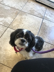 Shih Tzu Dogs for adoption in South Park, PA, USA