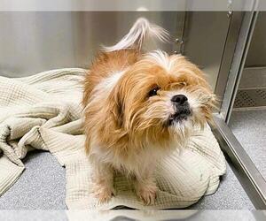 Lhasa Apso-Unknown Mix Dogs for adoption in Orange, CA, USA