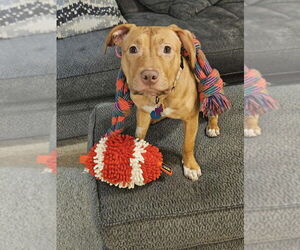 American Pit Bull Terrier-Unknown Mix Dogs for adoption in Andover, MN, USA