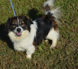Papillon-Unknown Mix Dogs for adoption in Harpswell, ME, USA
