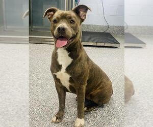 American Pit Bull Terrier-Unknown Mix Dogs for adoption in Westminster, MD, USA