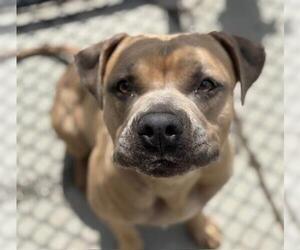 American Pit Bull Terrier Dogs for adoption in Tulsa, OK, USA