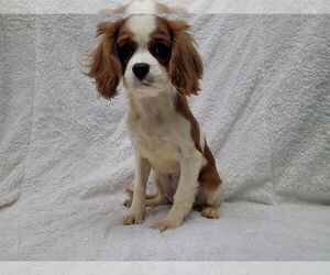 Medium Photo #2 Cavalier King Charles Spaniel Puppy For Sale in Lincolnwood, IL, USA