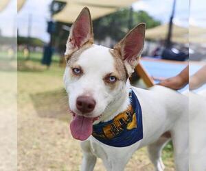 Siberian Husky-Unknown Mix Dogs for adoption in San Antonio, TX, USA