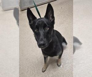 German Shepherd Dog-Unknown Mix Dogs for adoption in Bakersfield, CA, USA