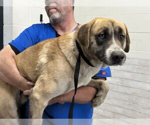 American Pit Bull Terrier-Unknown Mix Dogs for adoption in San Bernardino, CA, USA