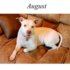 American Pit Bull Terrier Dogs for adoption in Keller, TX, USA