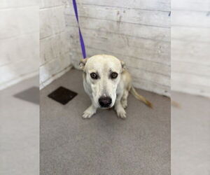 Bassetdor Dogs for adoption in San Bernardino, CA, USA