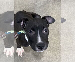 Mutt Dogs for adoption in Alexandria, VA, USA