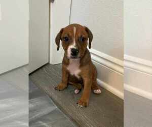 Pointer-Unknown Mix Dogs for adoption in Pensacola, FL, USA