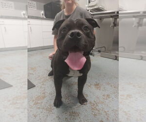 American Staffordshire Terrier Dogs for adoption in Pierceton , IN, USA