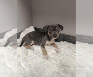 Mutt Dogs for adoption in St. Louis Park, MN, USA