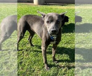 Medium Photo #1 Mutt Puppy For Sale in Riverside, CA, USA