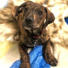 Boxer Dogs for adoption in Tempe, AZ, USA