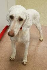 Poodle (Standard) Dogs for adoption in Blaine, MN, USA
