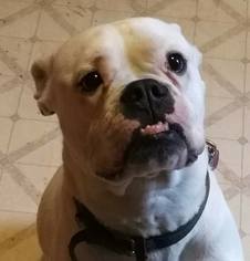 Bulldog Dogs for adoption in Lewistown, PA, USA