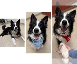 Border Collie Dogs for adoption in Highland, IL, USA