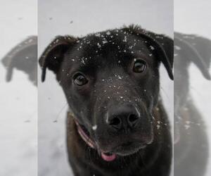 Labrador Retriever Dogs for adoption in Warwick, RI, USA
