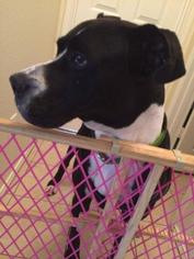 Medium Photo #1 Boxer-Great Dane Mix Puppy For Sale in BULLARD, TX, USA